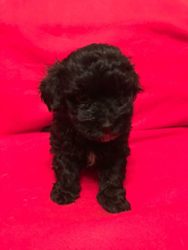 gumtree poodle cross